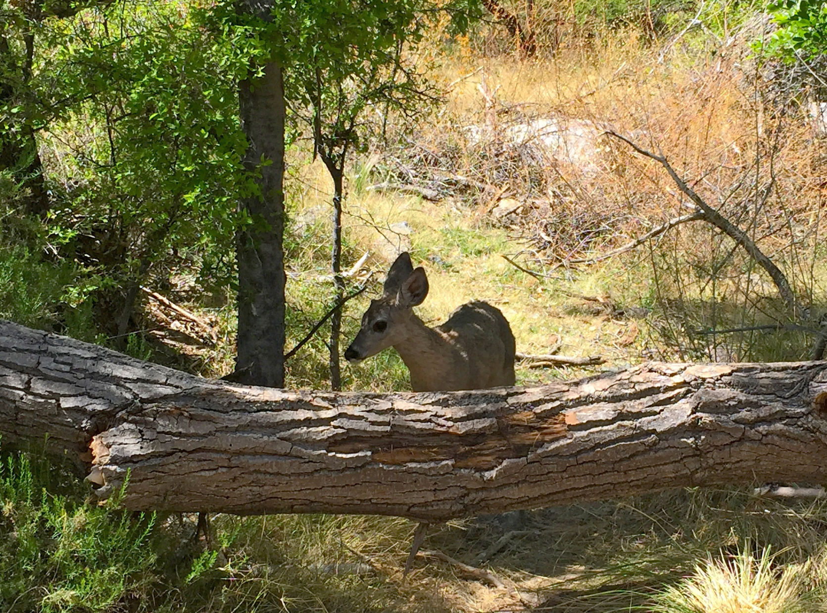 Madera Canyon